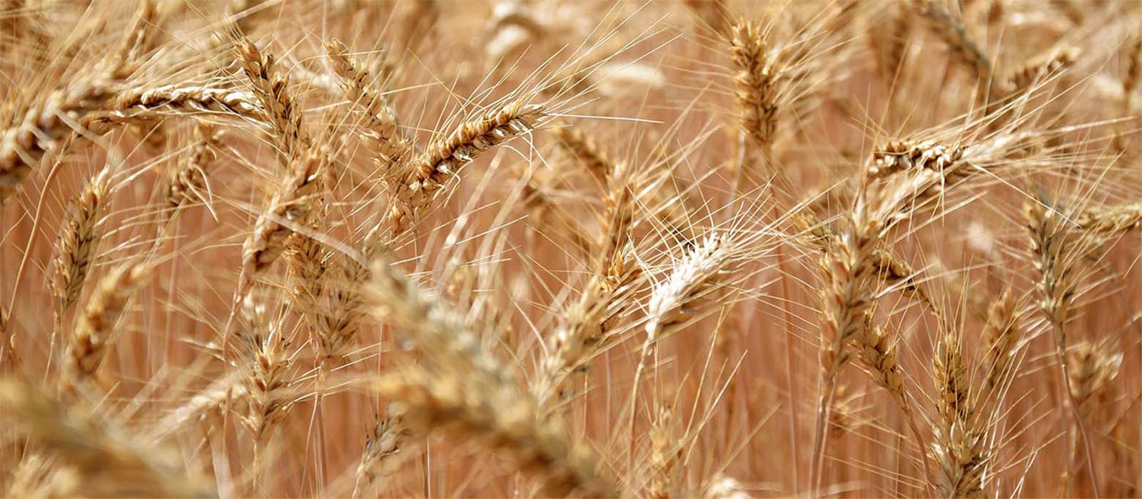 wheat 1