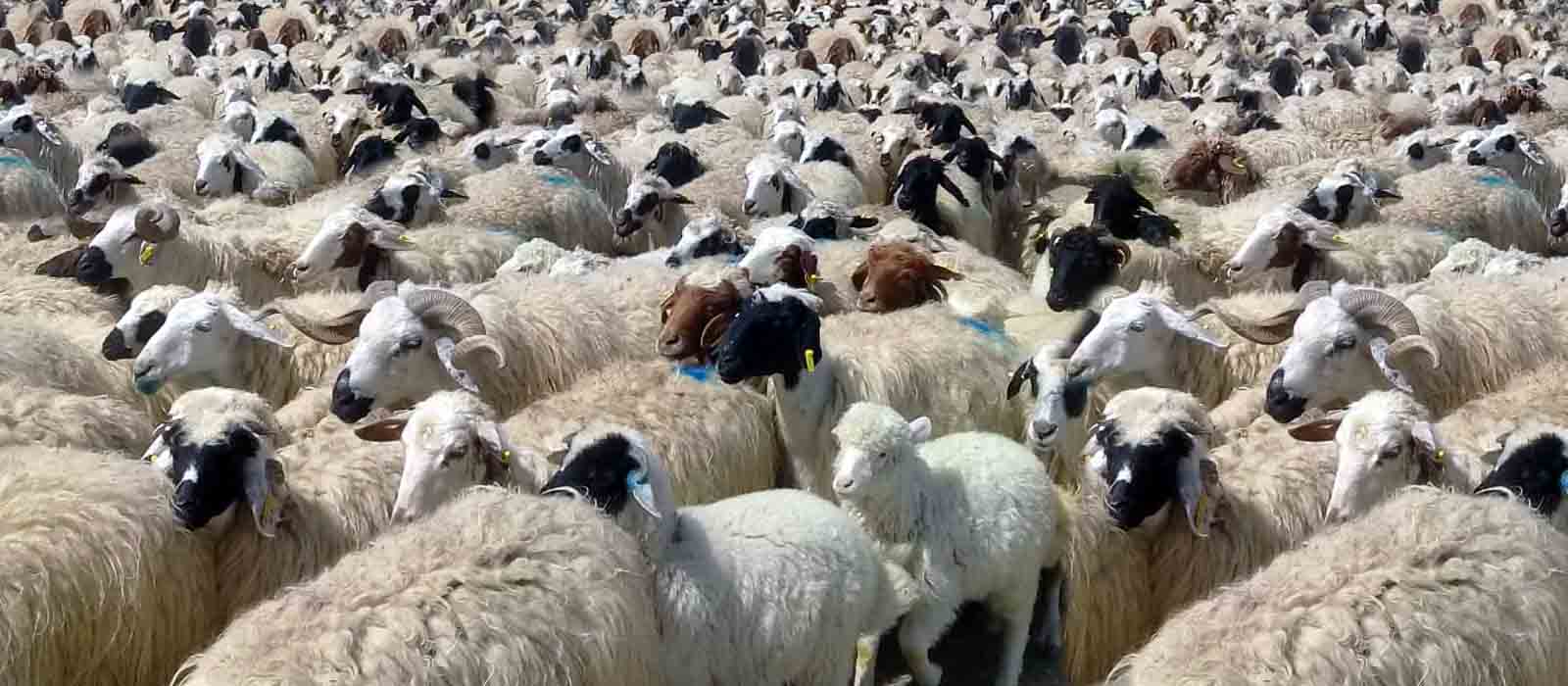sheep 2