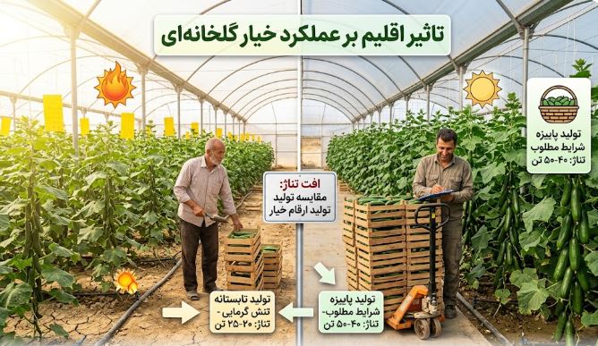 کاشت میزان تولید خیار گلخانه ای در 1000 متر