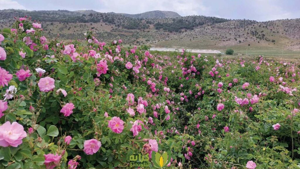 قانون افزایش بهره وری کشاورزی