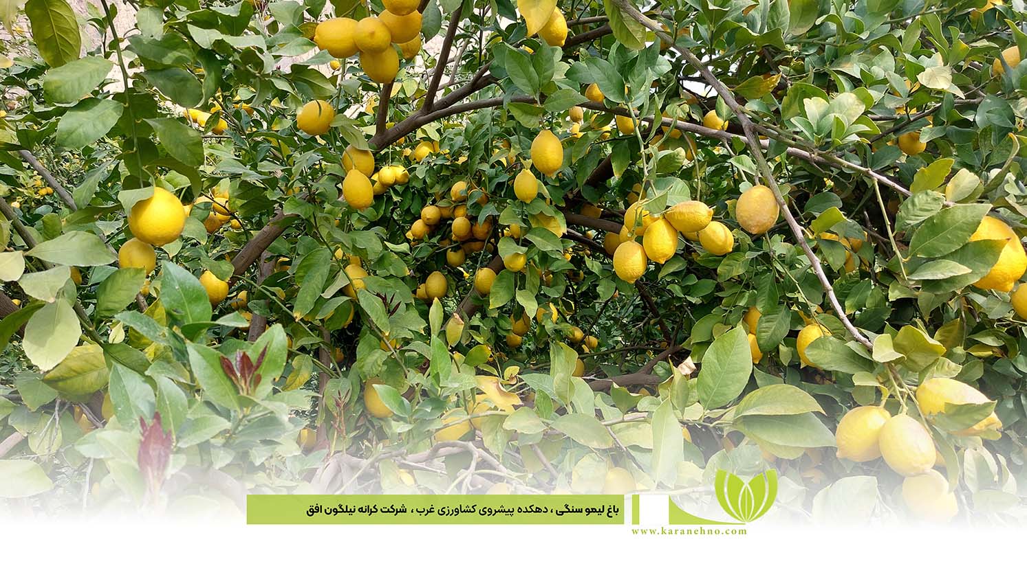 باغات لیمو سنگی 