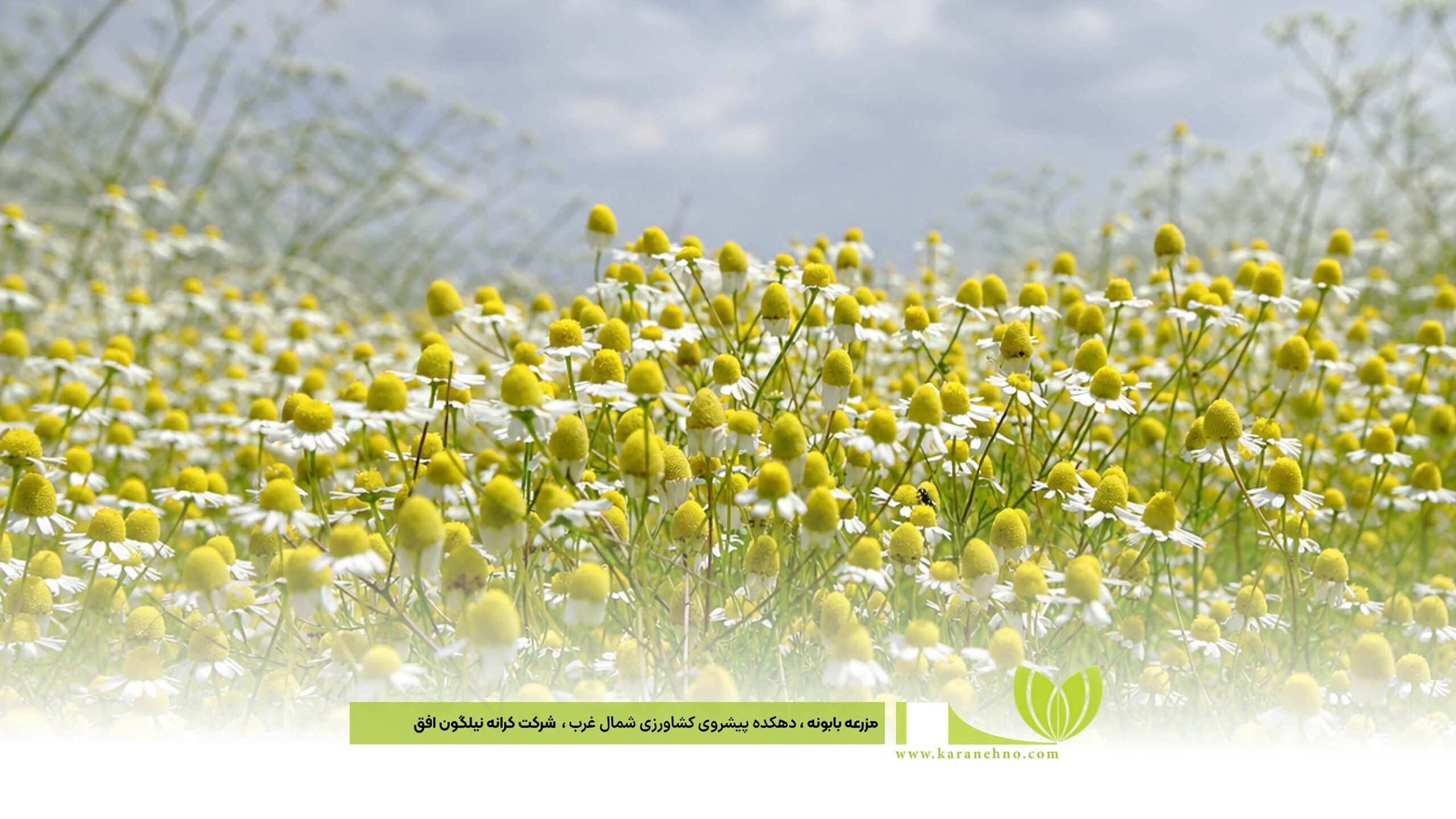 درباره کرانه نیلگون افق